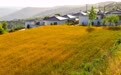 “粮”辰美景绘丰年 庄浪夏日乡村入画来