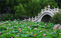 花美景绝，驻足流连古莲花池高芬阁