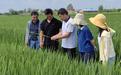 安徽省定远县严桥乡多举措开展水稻中后期病虫害防控和田间管理指导