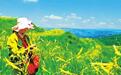 甘肃田间地头看“三夏”