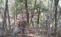 新余仰天岗国家森林公园首次发现野生猕猴