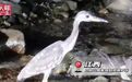 拍到了！“世界上最神秘的鸟”现身江西