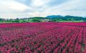 江西武宁：千亩紫薇花海绽放