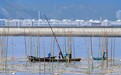玉环干江:“海上菜园”助力百姓共富