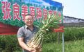 【魅力鹰城·种业芯片篇】“中原贡品”张良姜