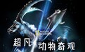 纪录片《超凡动物奇观》中文版上线 叫孩子看起来