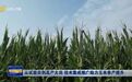 山东：从试验田到高产大田 技术集成推广助力玉米单产提升