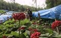 “吉林长白山人参栽培系统”获批为中国重要农业文化遗产