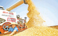 山东夏粮集中收购接近尾声，小麦收购总量超千万吨