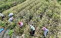 九江彭泽县：棉花丰收在望 棉农忙采摘