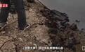连云港东海磨山水库边土壤发黑死鱼漂浮？官方回应