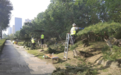 临沂市城管局园林环卫中心：沂蒙北路“显山露真容”整治提升 刷新颜值迎“双节”
