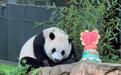 大熊猫“小奇迹”一家归乡在即 美国民众：会超级想念！