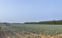 地处省界地区力求“洼地崛起”：江苏丰县以产业促乡村振兴