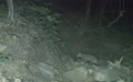 庐山自然保护区首次拍摄到豹猫夜间活动彩色影像