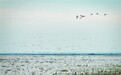 冬候鸟“先头部队”飞抵鄱阳湖湿地 开启越冬生活（图）