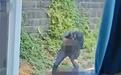 湖北黄石一男子当街用铁锤锤人致死 官方通报