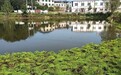 湖口发现大片我国特有濒危水生蕨类植物“粗梗水蕨”