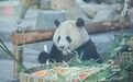 4岁啦！大熊猫“盟盟”在汉庆生