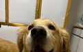 注意！这些犬只，宁波禁养！
