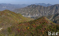 河北井陉：太行秋正浓 红叶漫山间