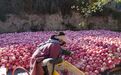 好一片静宁秋景！万亩山地苹果迎丰收
