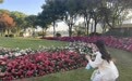 三万盆大丽花扮靓日湖公园