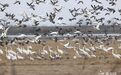 极度濒危物种白鹤数量刷新最高纪录 鄱阳湖记录达4813只
