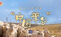 【#曾经的贫困县发展出55亿元羊肉产业链#】 甘肃环县，曾是国家级贫