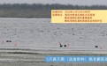 鄱阳湖发现5只黑天鹅