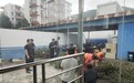 盗挖保护野生植物线上售卖 珠海公安侦破多宗盗伐林木案