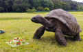 全球最长寿乌龟度过191岁生日：预计还能再活100年！