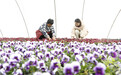 河北邢台：鲜花种植拓宽致富路