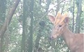 国家一级保护野生动物黑麂再次现身浮梁