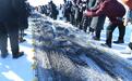 冬捕最大单网出鱼量30万斤 黑龙江冷水养出“热”经济