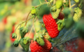 红果果抢“鲜”上市　华亭农户喜上“莓”梢