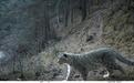 “豹”露啦！国保首次现身祁连山自然保护区永昌段