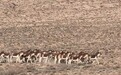 藏野驴组团“打卡”阿克塞　肆意撒欢玩嗨了