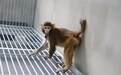 中国科学家克隆猴技术取得突破，存活时间首次超过两年