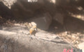 高音“歌唱家”首次做客甘肃这里　嘴巴一歪太酷鸟