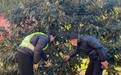 10多种气象指数保险帮农户化解极端天气担忧