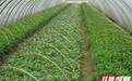 一棵菜蔬“育”出乡村振兴新图景