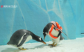 淘学企鹅不说再见，极地公园巡游不落幕！