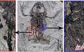 上亿年地层中发现蛙类化石　兰大最新研究揭秘