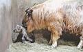 高纬度繁育工作再创佳绩 “国宝”金毛羚牛幼崽在齐齐哈尔诞生