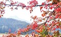 西峡：道地中药 致富良方