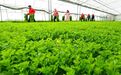 春色满“棚”关不住　张掖高台年培育超3亿株蔬菜种苗