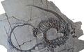 体长5米，距今约2.4亿年，“中国龙”完整版化石公布
