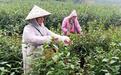 江西永新：春茶飘香采摘忙