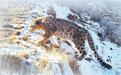 守护雪豹　共建美丽家园